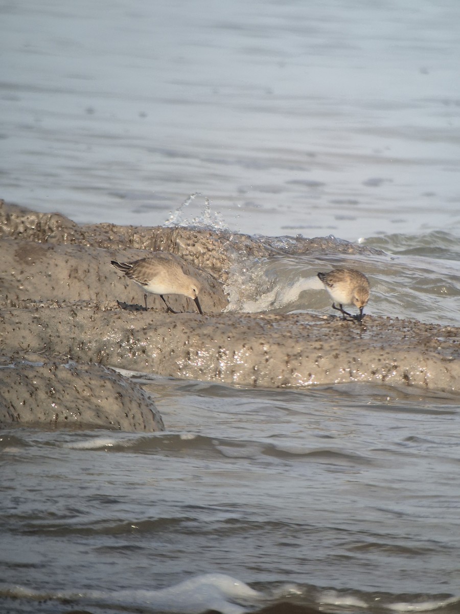 Alpenstrandläufer - ML647199278