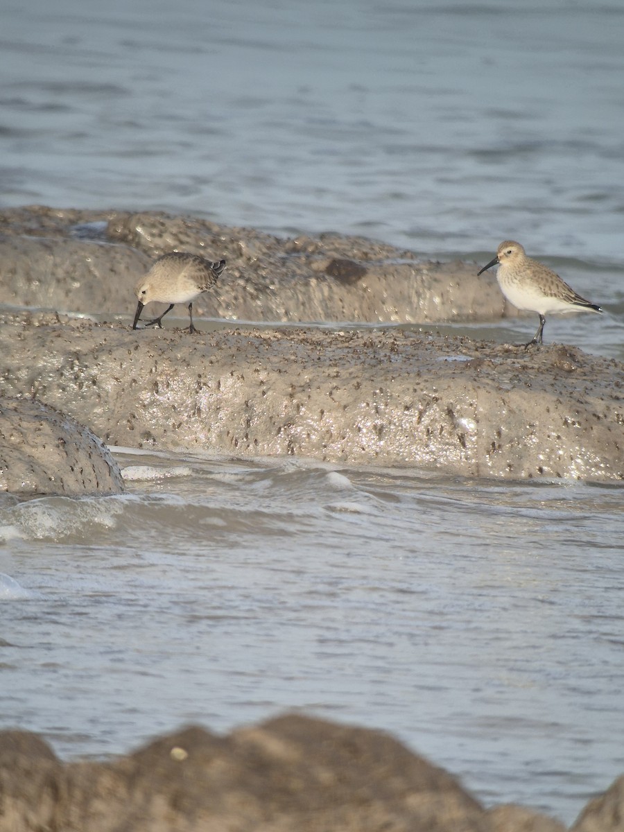 Alpenstrandläufer - ML647199279