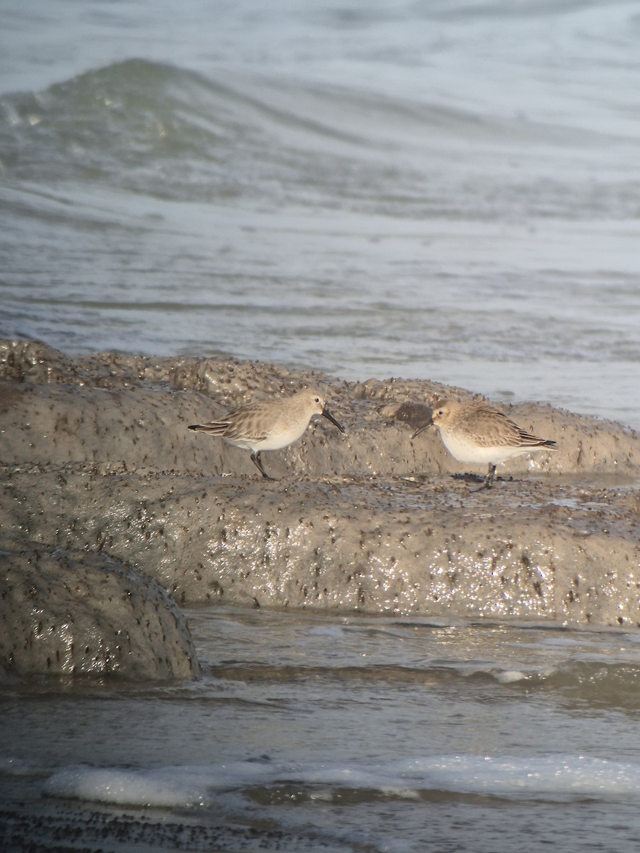 Alpenstrandläufer - ML647199280
