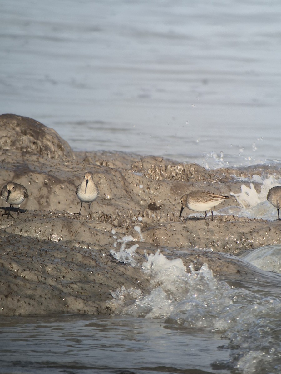 Alpenstrandläufer - ML647199281