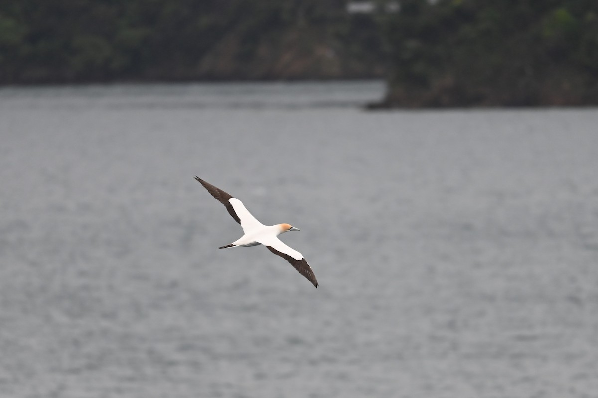 Australtölpel - ML647199283