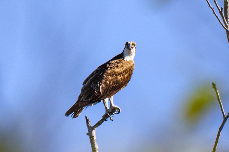 Fischadler - ML647199284