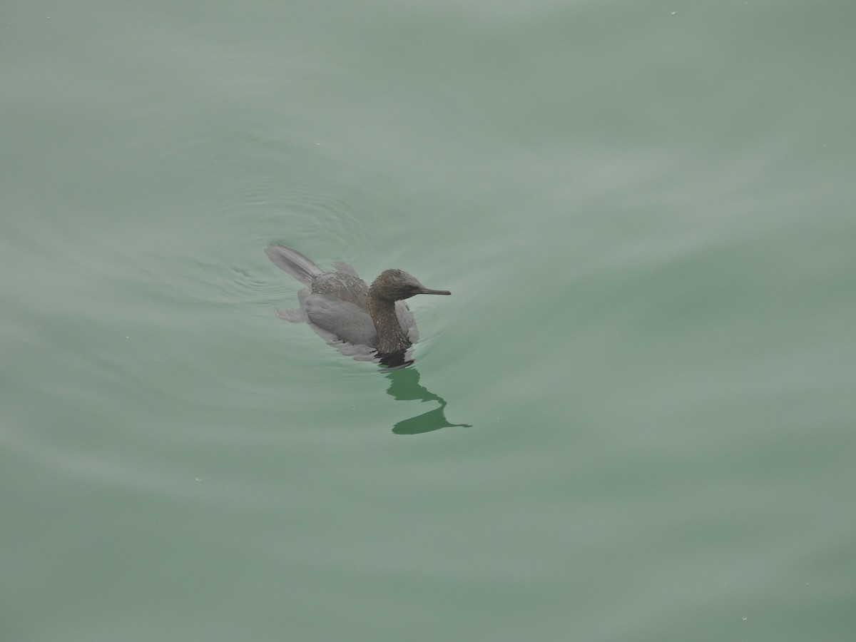 Meerscharbe - ML647199285