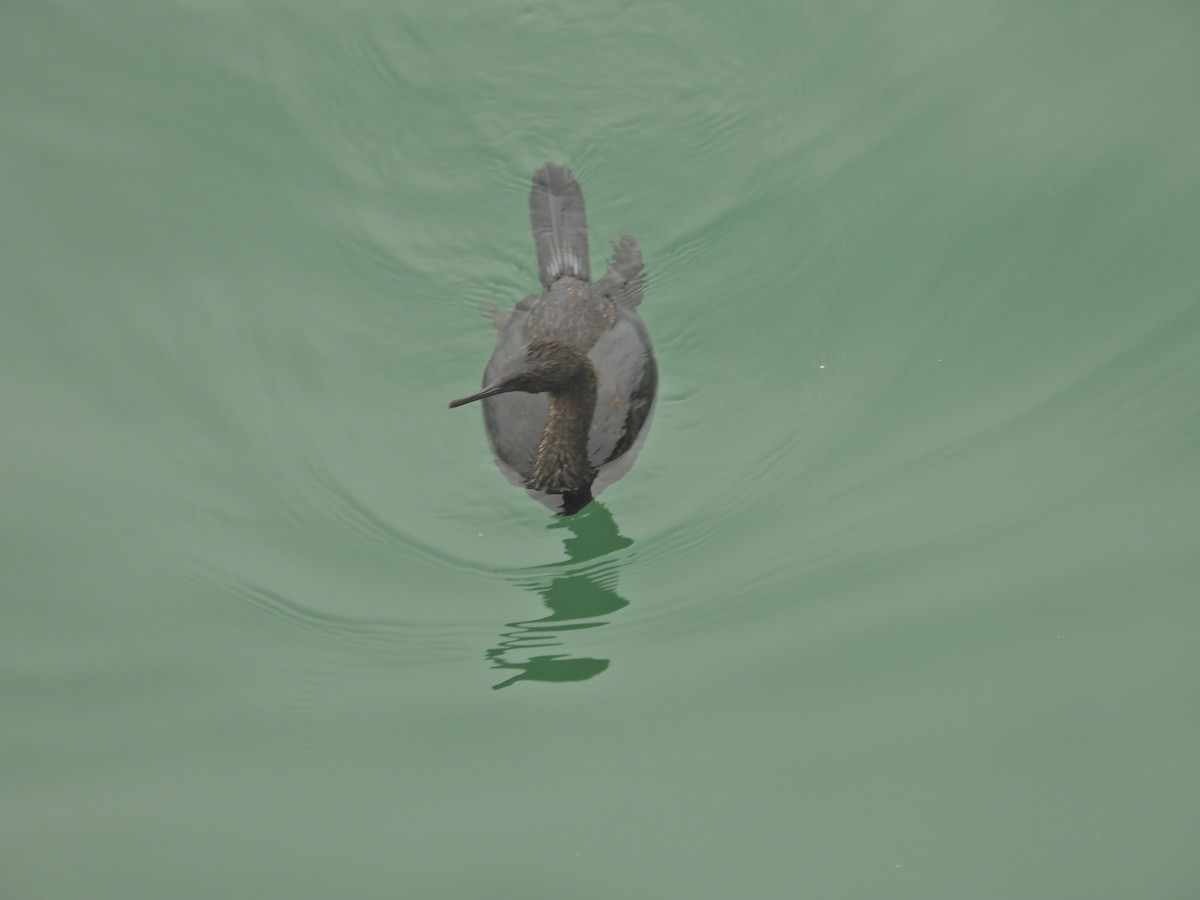 Meerscharbe - ML647199286