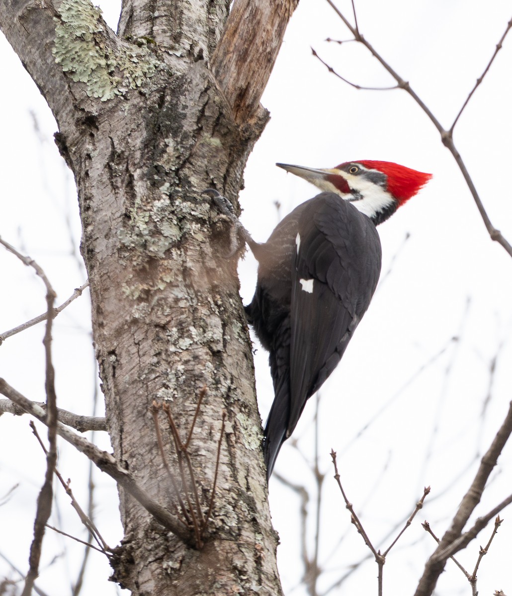 Helmspecht - ML647199288