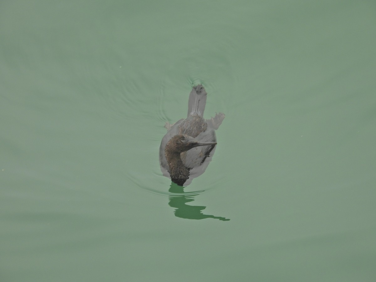 Meerscharbe - ML647199289