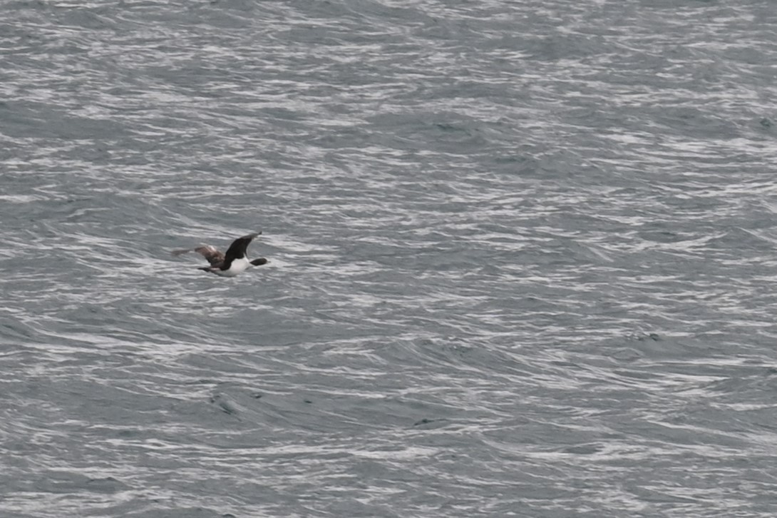 Warzenscharbe - ML647199290