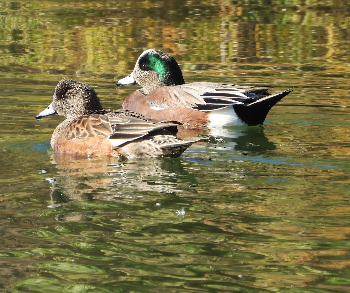 Kanadapfeifente - ML647199291