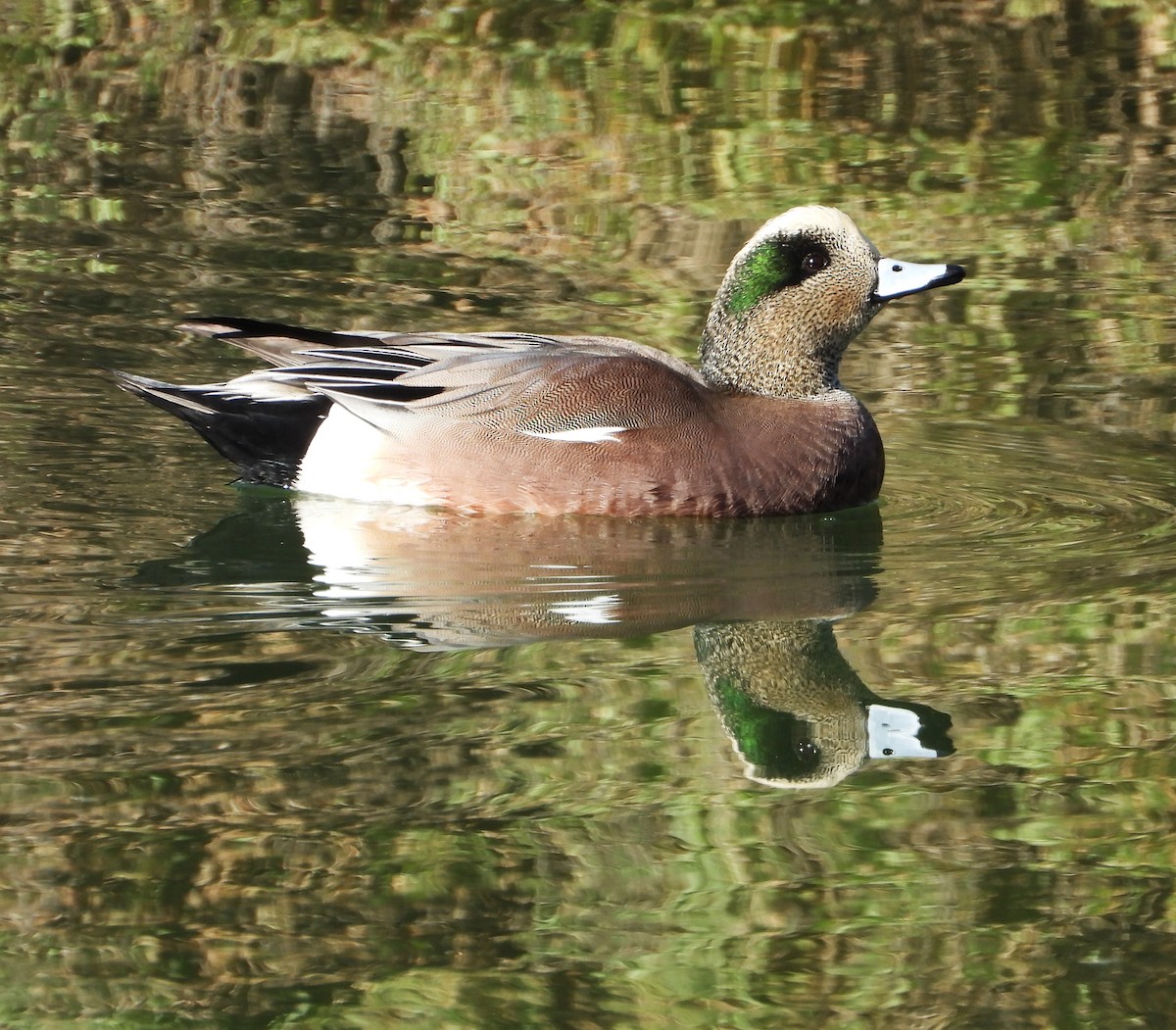 Kanadapfeifente - ML647199292