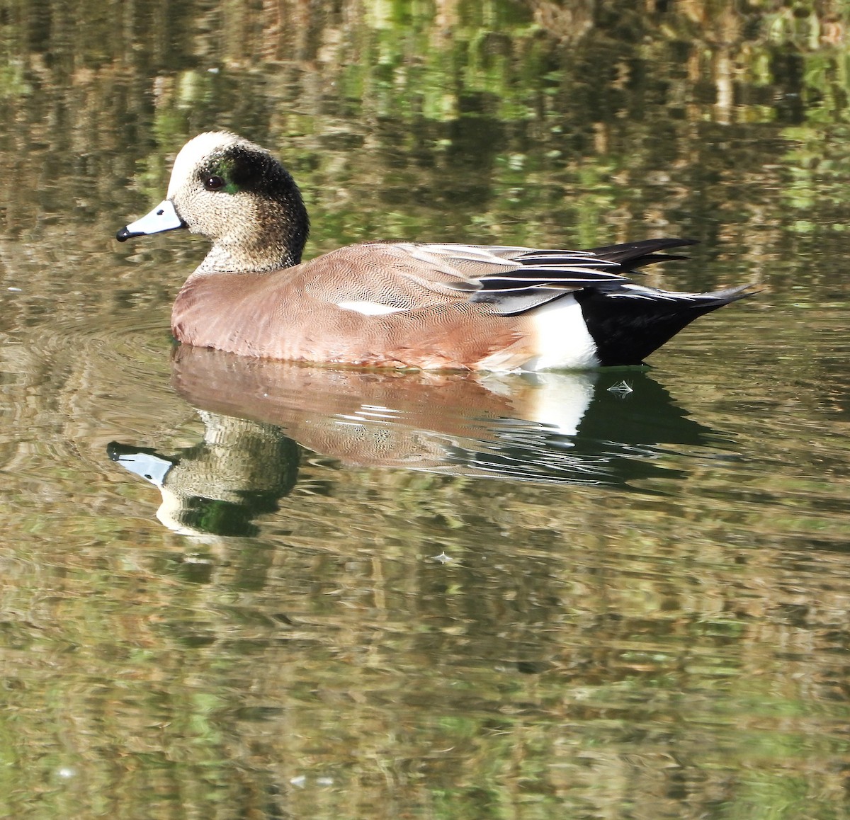 Kanadapfeifente - ML647199293