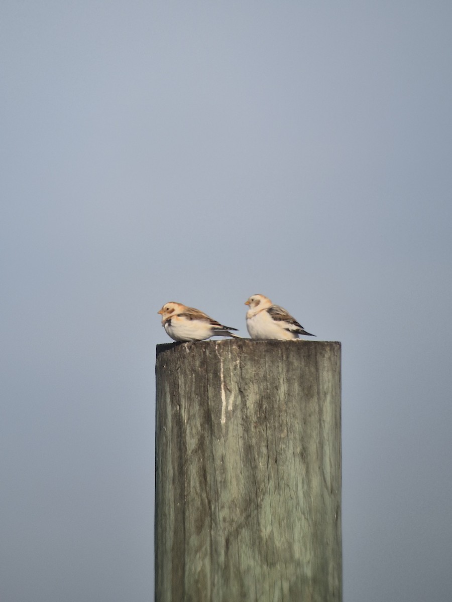 Schneeammer - ML647199294