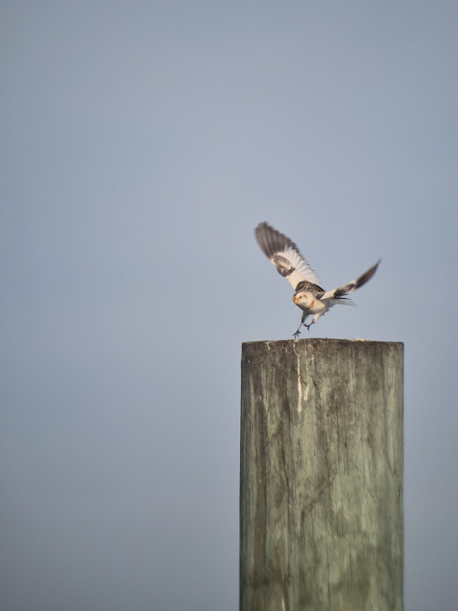 Schneeammer - ML647199295