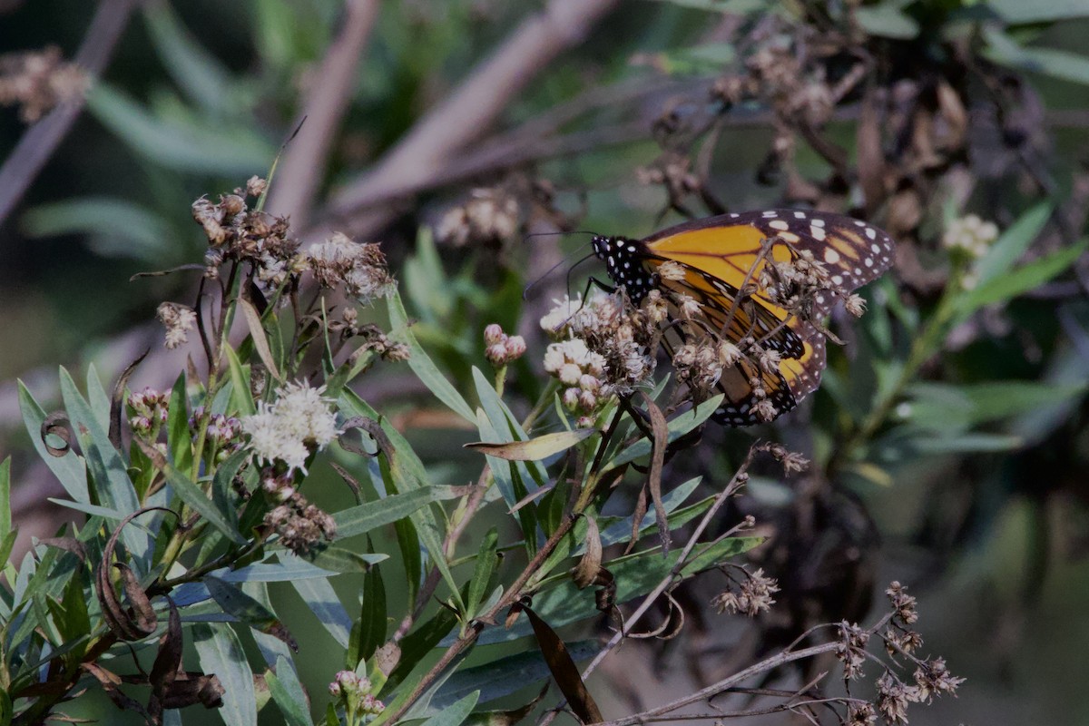 Animals - ML647199297