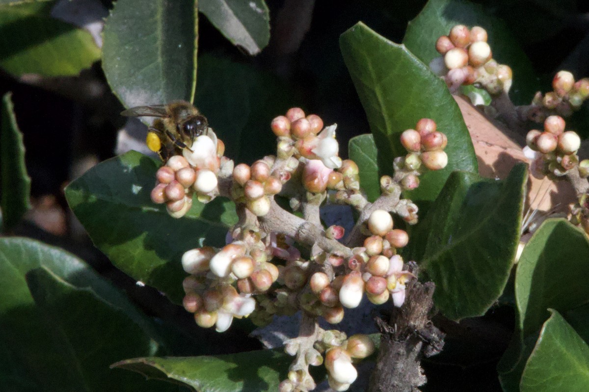 Animals - ML647199298