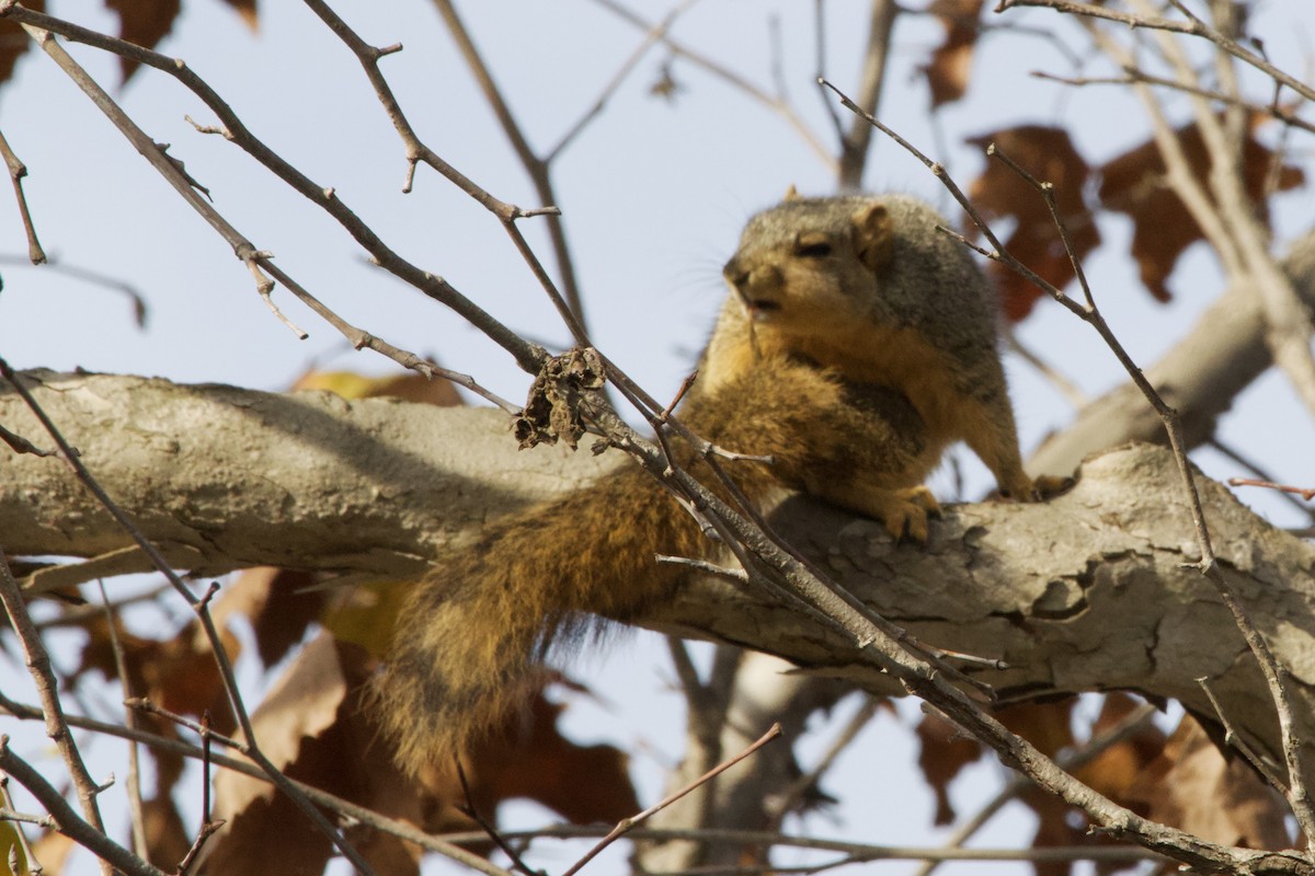 Animals - ML647199299