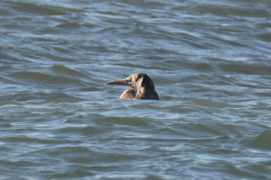 סולה מצויה - ML647199300