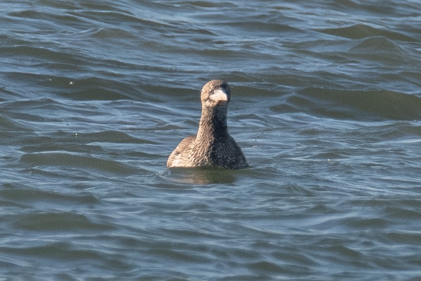 סולה מצויה - ML647199301