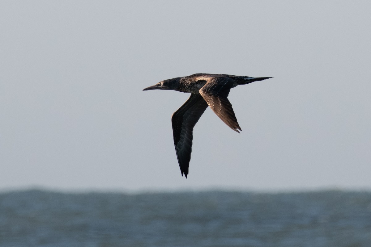 סולה מצויה - ML647199302