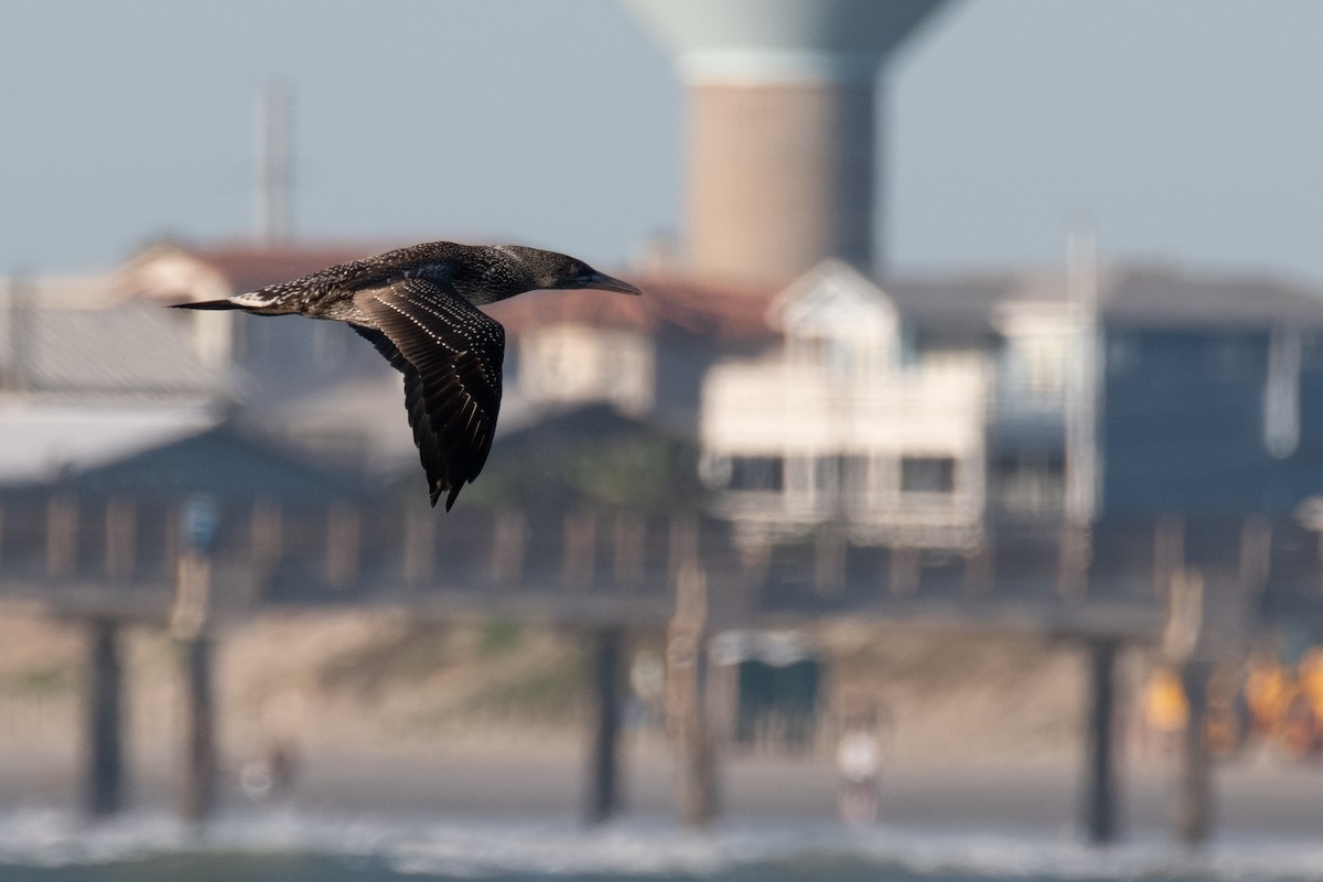 סולה מצויה - ML647199303