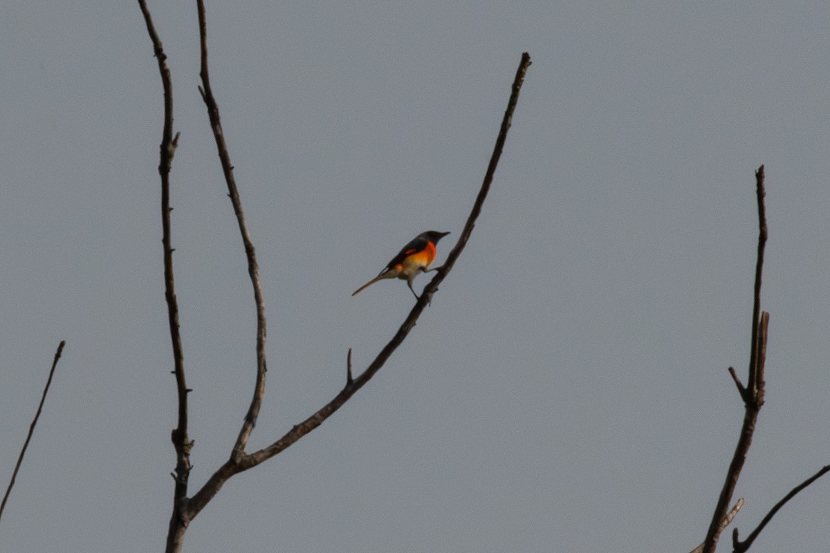 Zwergmennigvogel - ML647199309