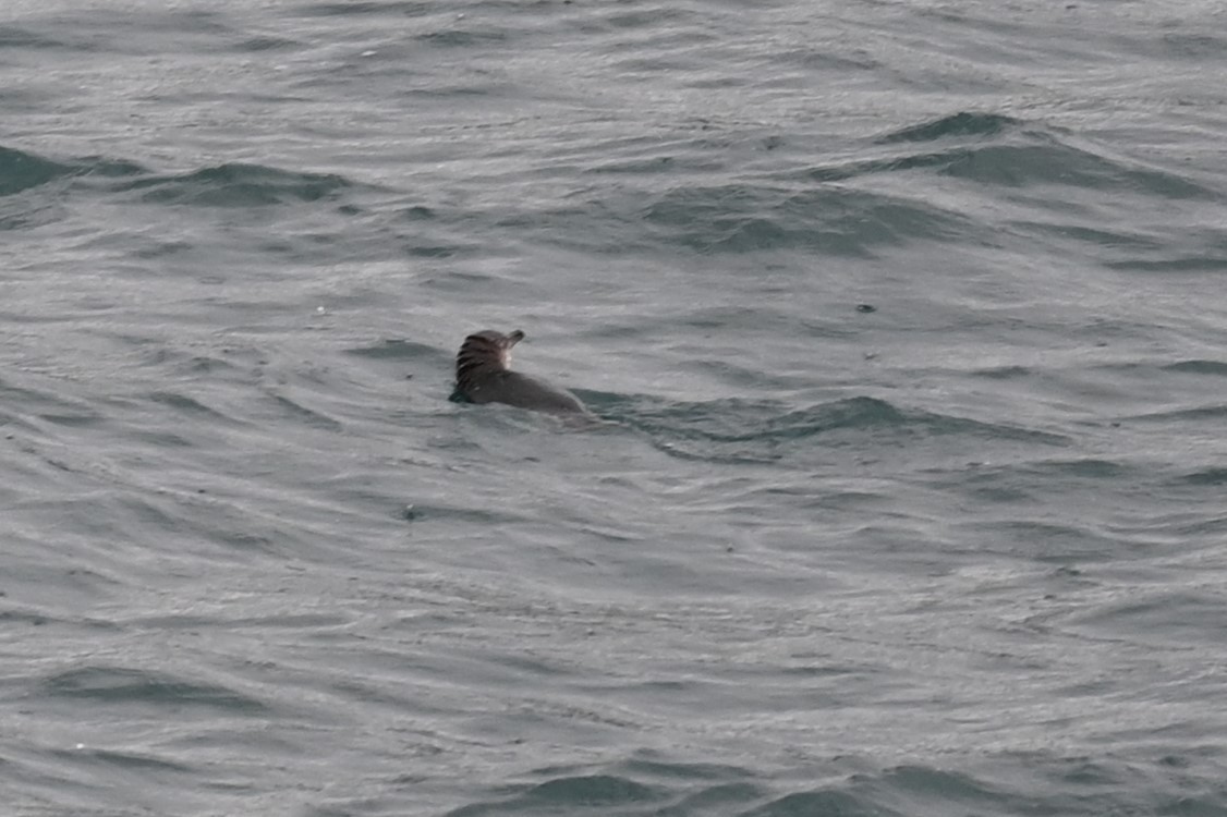 Малый пингвин - ML647199312