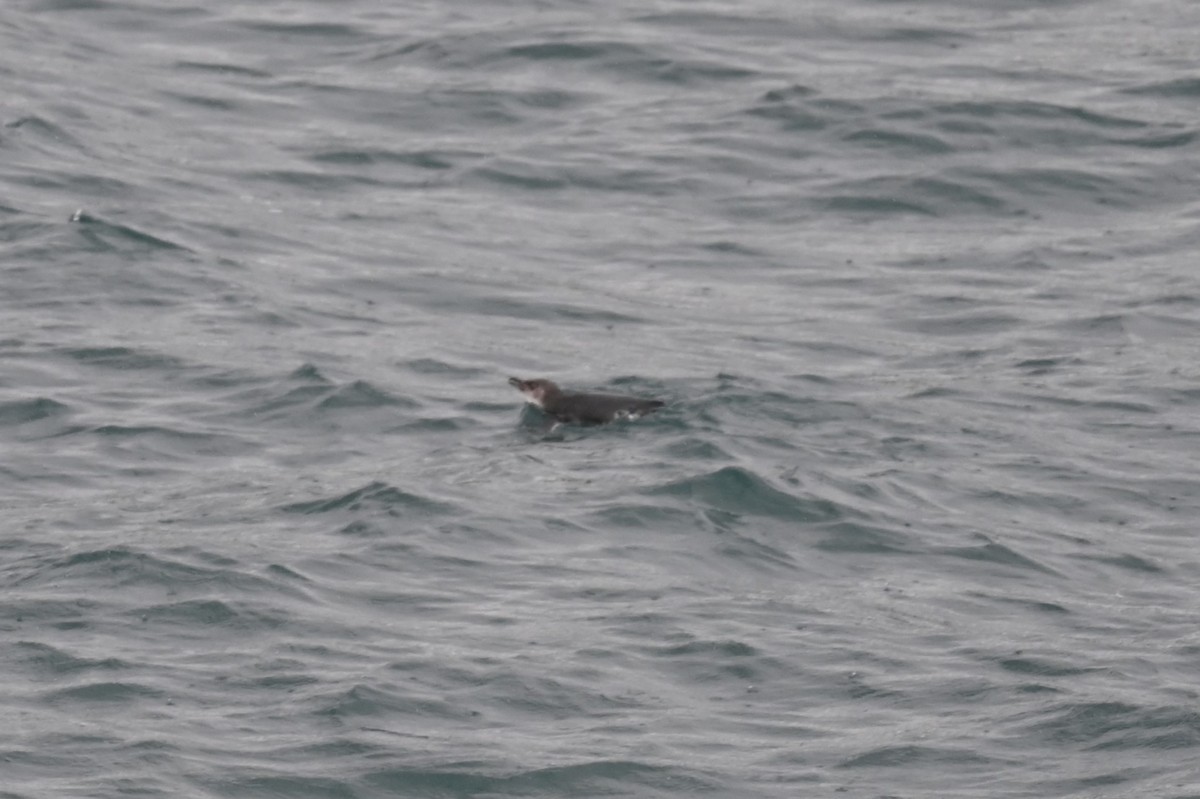 Малый пингвин - ML647199313