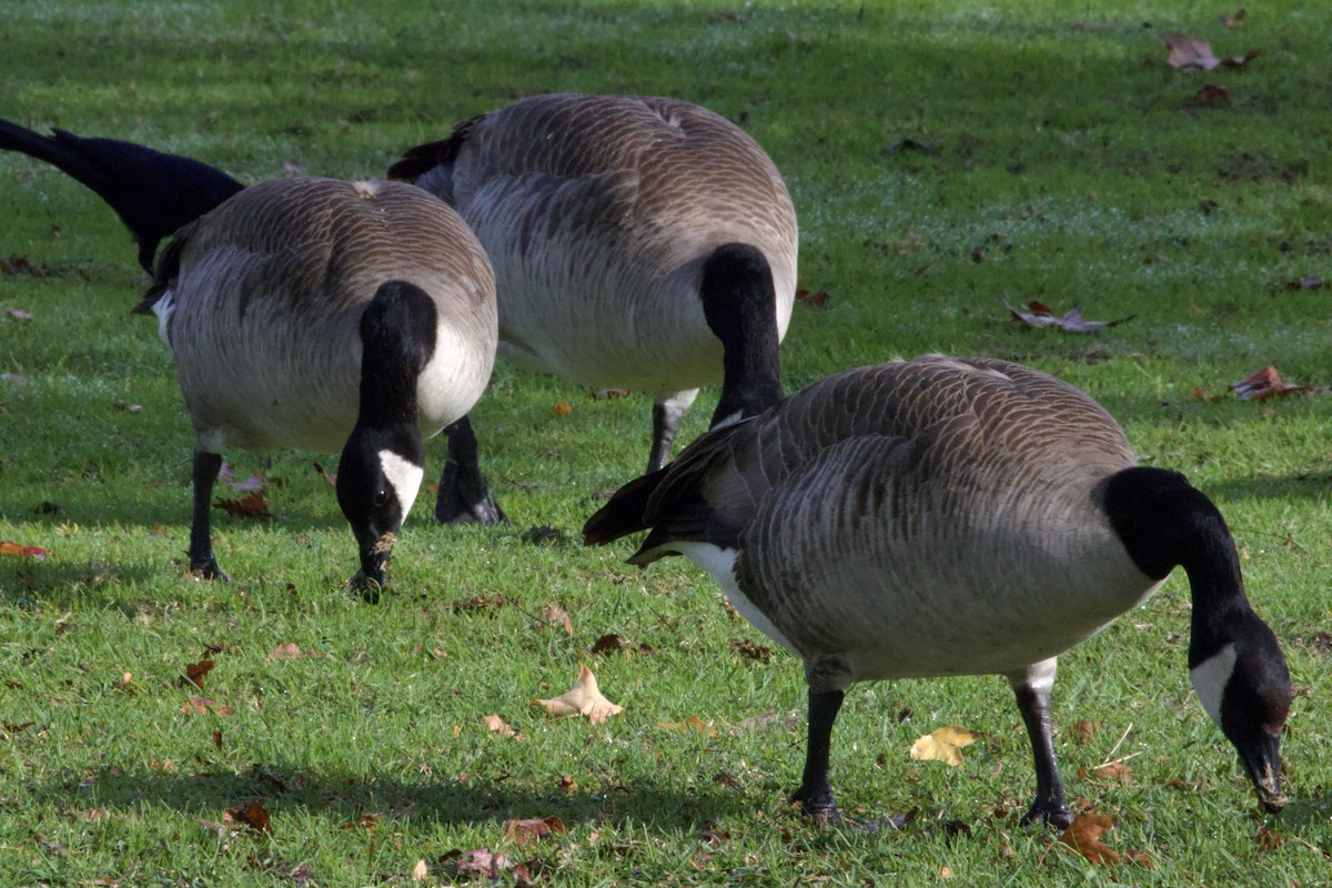 Canada Goose - ML647199319