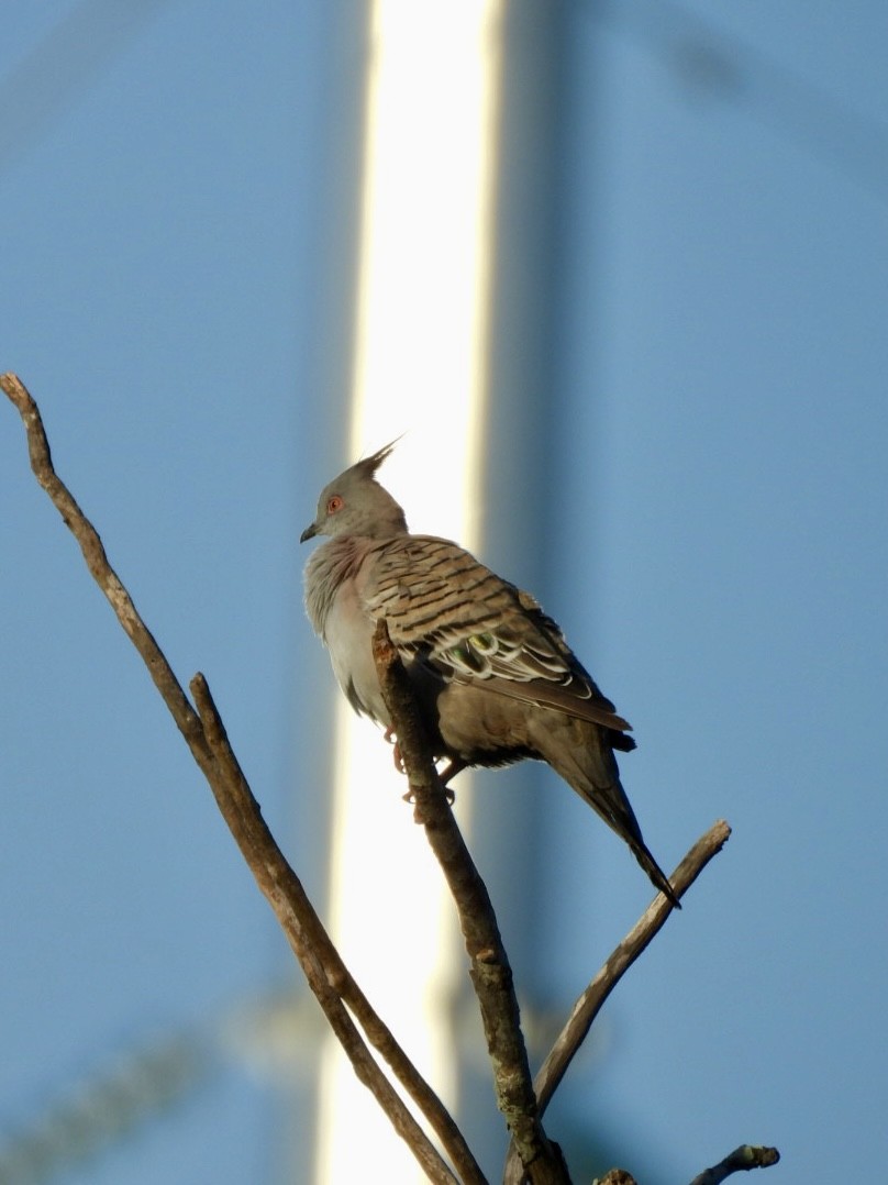 Spitzschopftaube - ML647199322