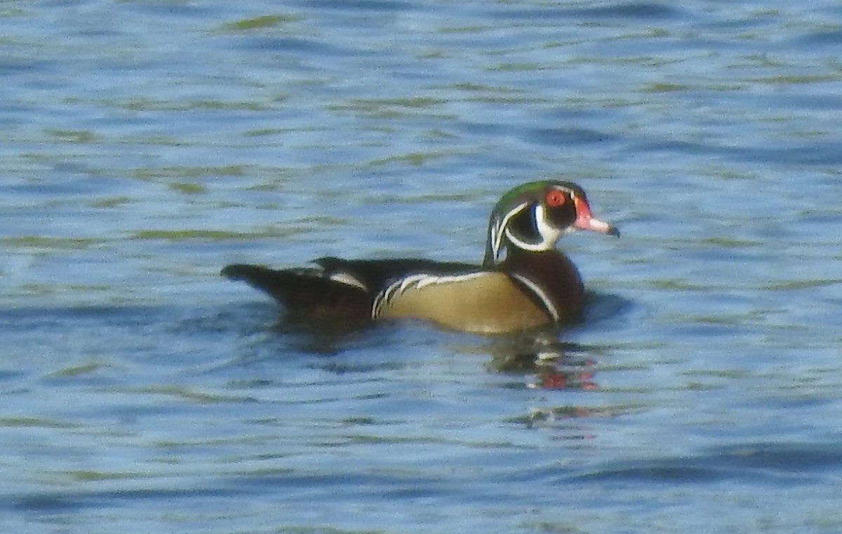 kachnička karolínská - ML647199324