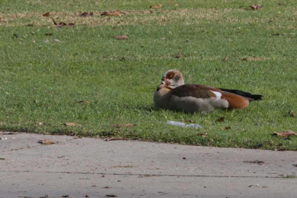 Egyptian Goose - ML647199325