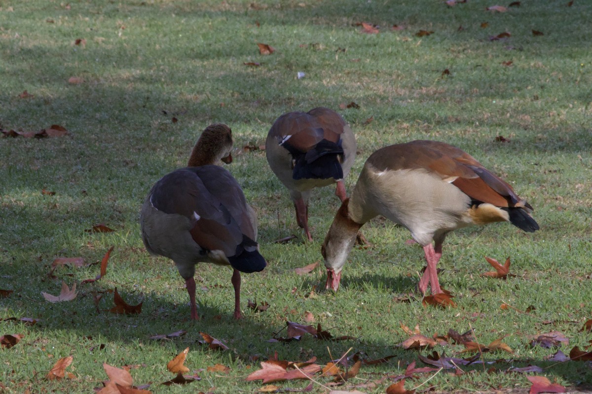Egyptian Goose - ML647199326