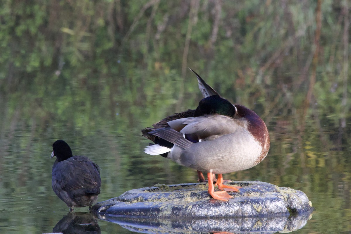 Mallard - ML647199331