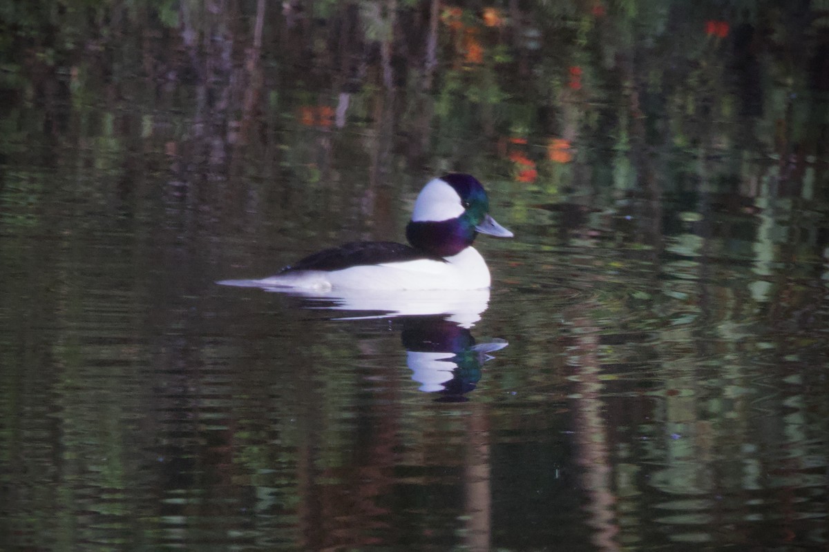 Bufflehead - ML647199343