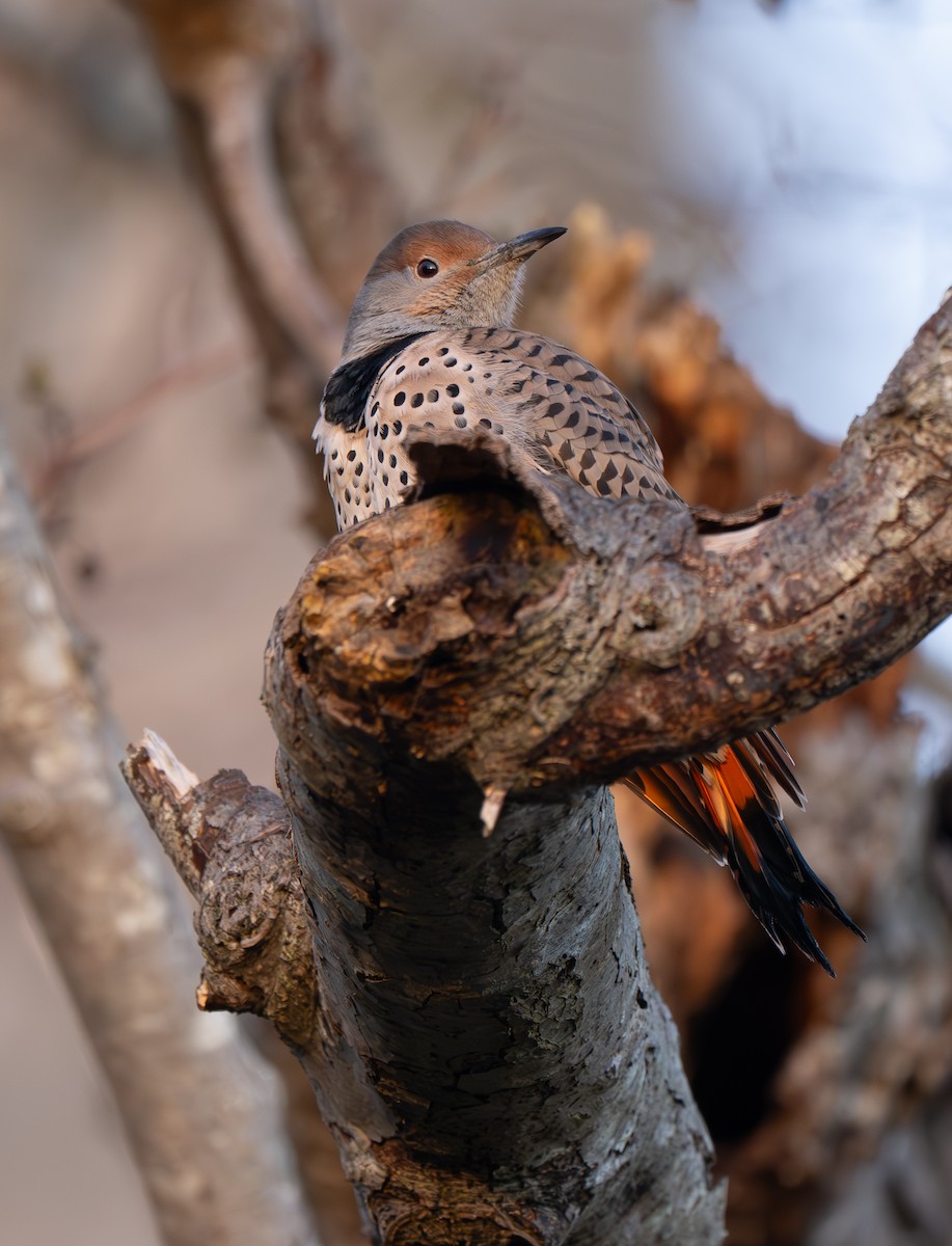 Northern Flicker - ML647199352