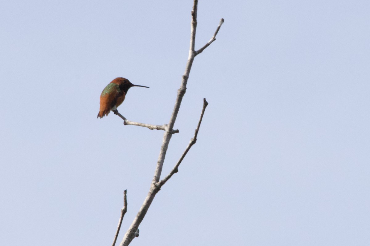 Allen's Hummingbird - ML647199368