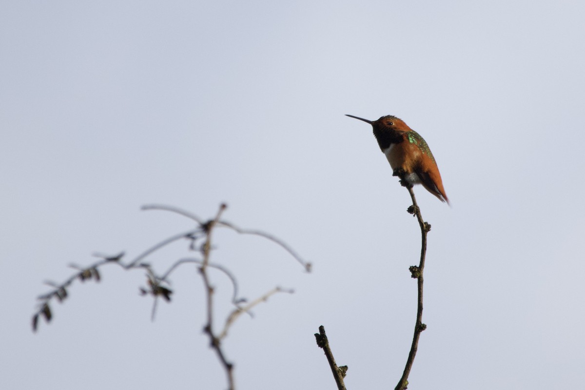 Allen's Hummingbird - ML647199369