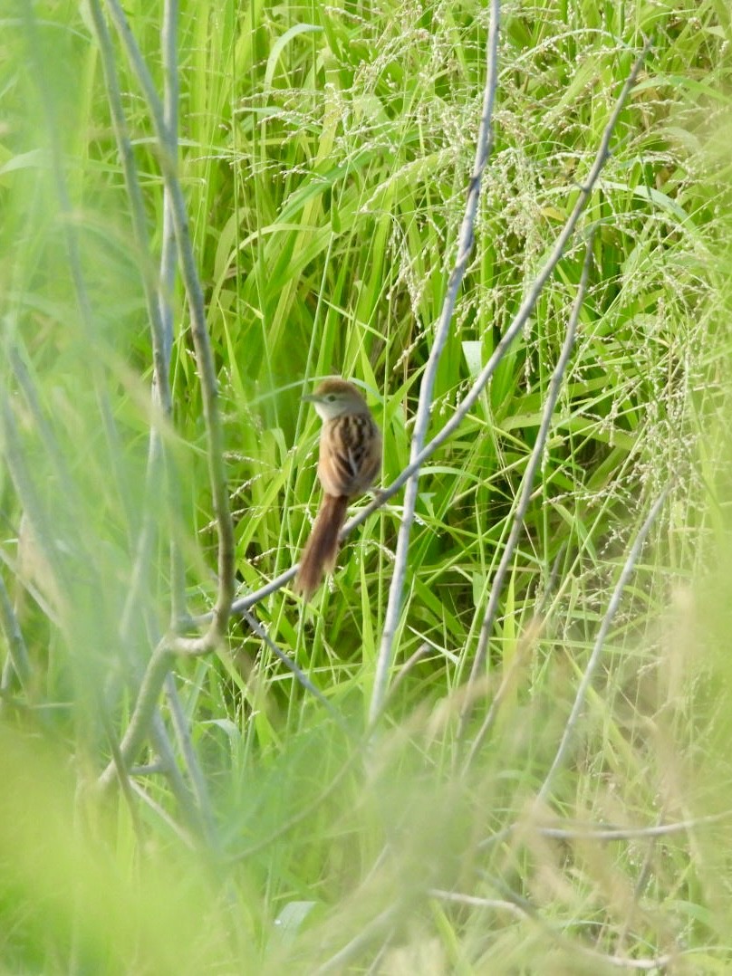 Матата руда - ML647199380