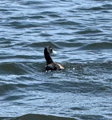 Greater Scaup - ML647199398