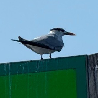 Royal Tern - ML647199401