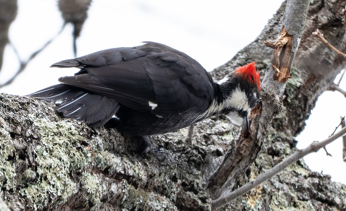Pileated Woodpecker - ML647199402