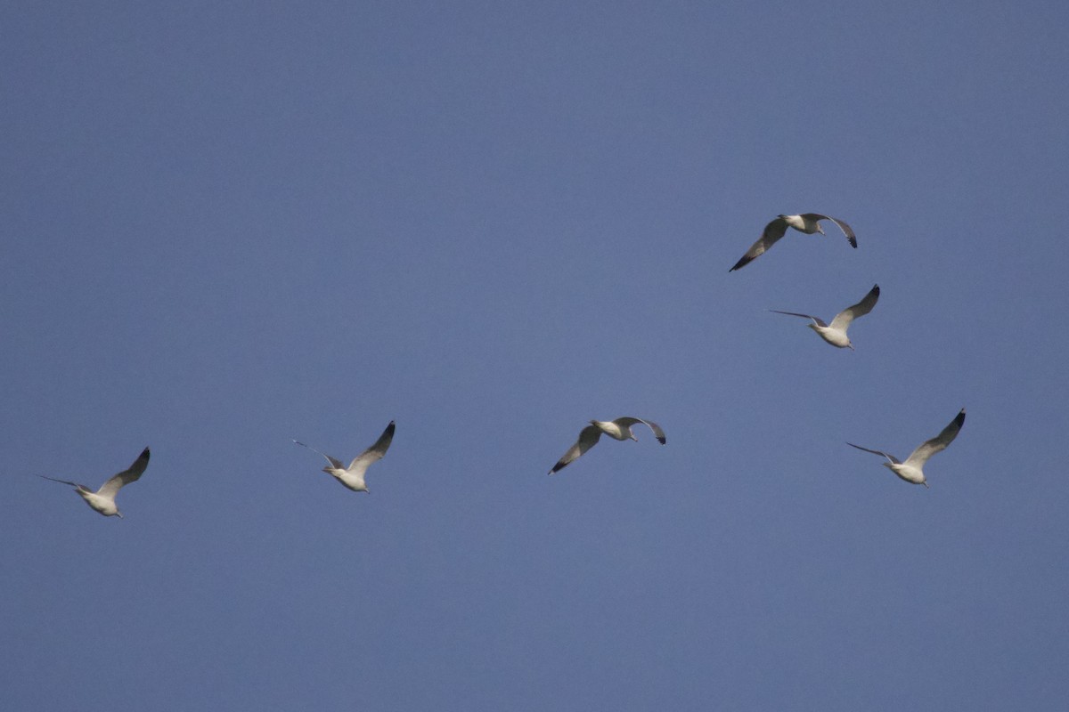 שחף בלתי-מזוהה - ML647199404