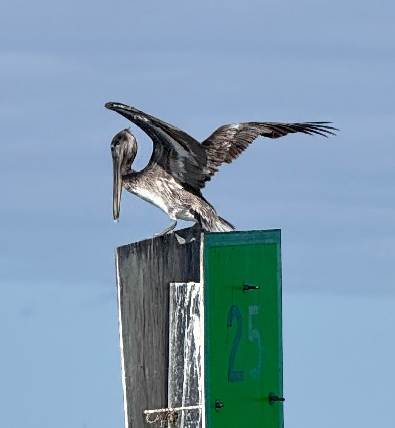 Brown Pelican - ML647199405