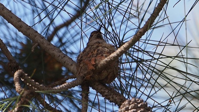 Колібрі-крихітка каліфорнійський - ML647199406