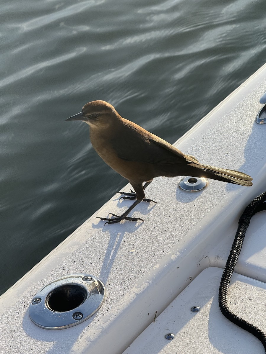 Boat-tailed Grackle - ML647199408