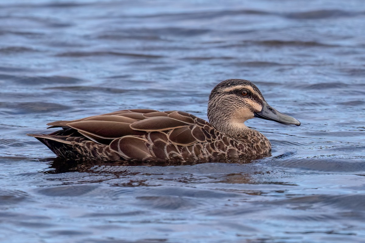 Pacific Black Duck x Mallard (hybrid) - ML647199409
