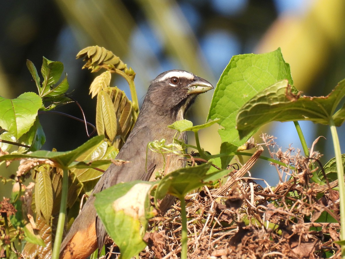 Kuzeyli Kurşuni Saltator - ML647199410