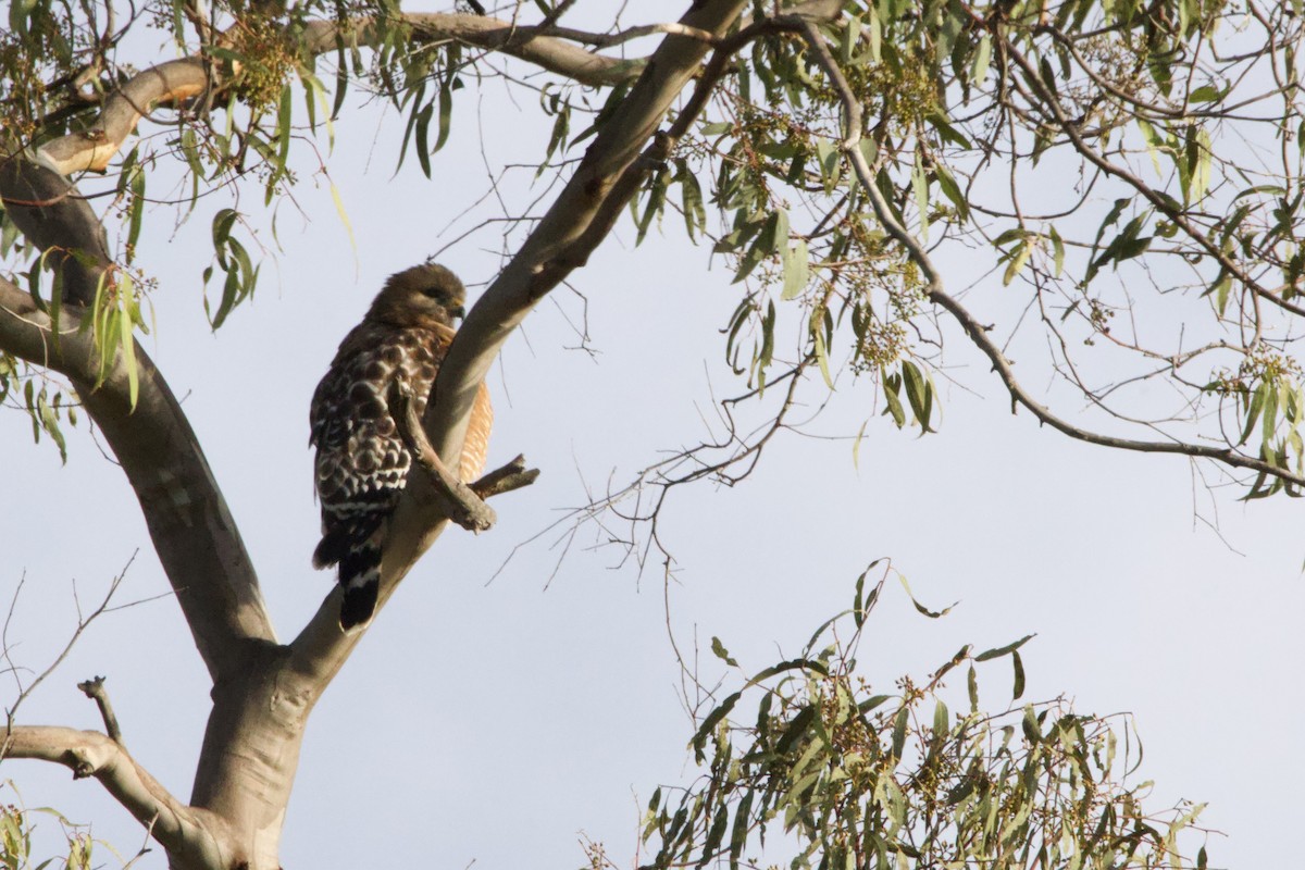 Red-shouldered Hawk - ML647199416