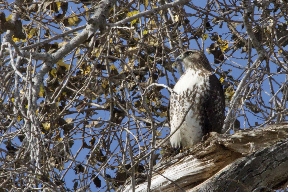 Red-tailed Hawk - ML647199426
