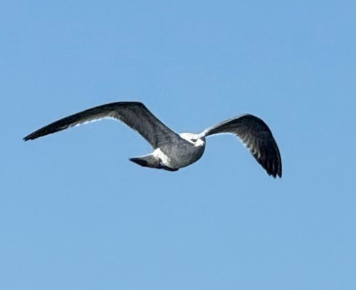 Ring-billed Gull - ML647199431