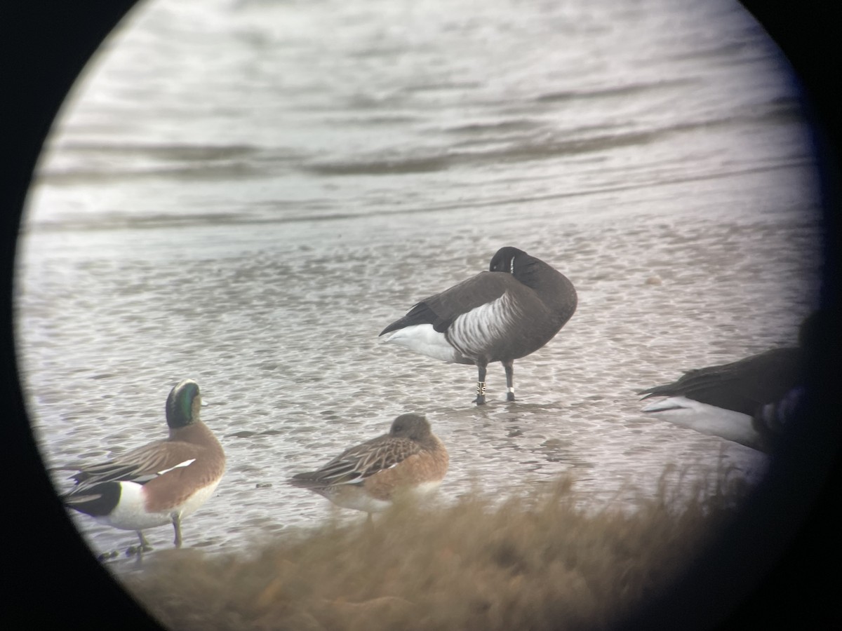 Brant (Black) - ML647199442